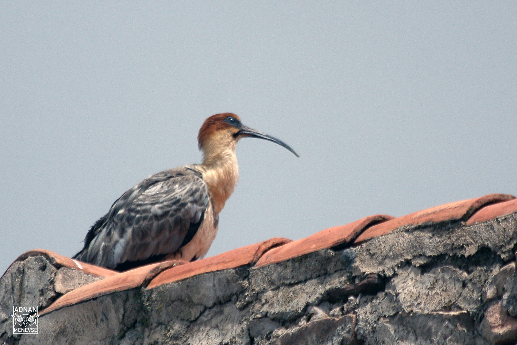 Black-faced Ibis